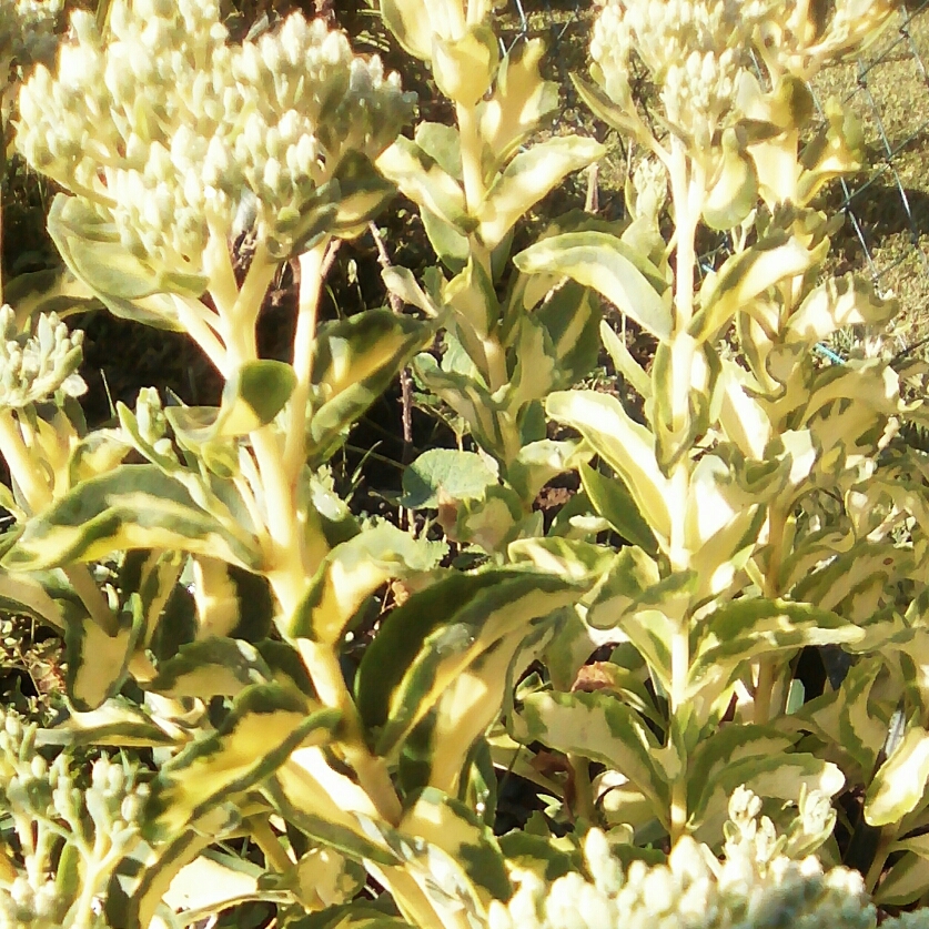 Sedum Spectabile Variegatum in the GardenTags plant encyclopedia Variegated Stonecrop in the GardenTags plant encyclopedia