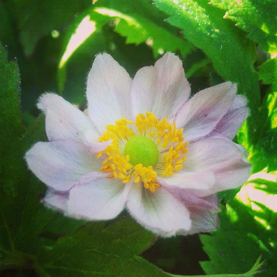 Anemone x hybrida Pocahontas (Fantasy Series) in the GardenTags plant encyclopedia Japanese Anemone Pocahontas (Fantasy Series) in the GardenTags plant encyclopedia