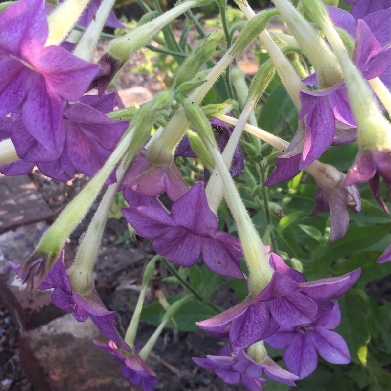 Tabacco flower Purple Deep Perfume in the GardenTags plant encyclopedia