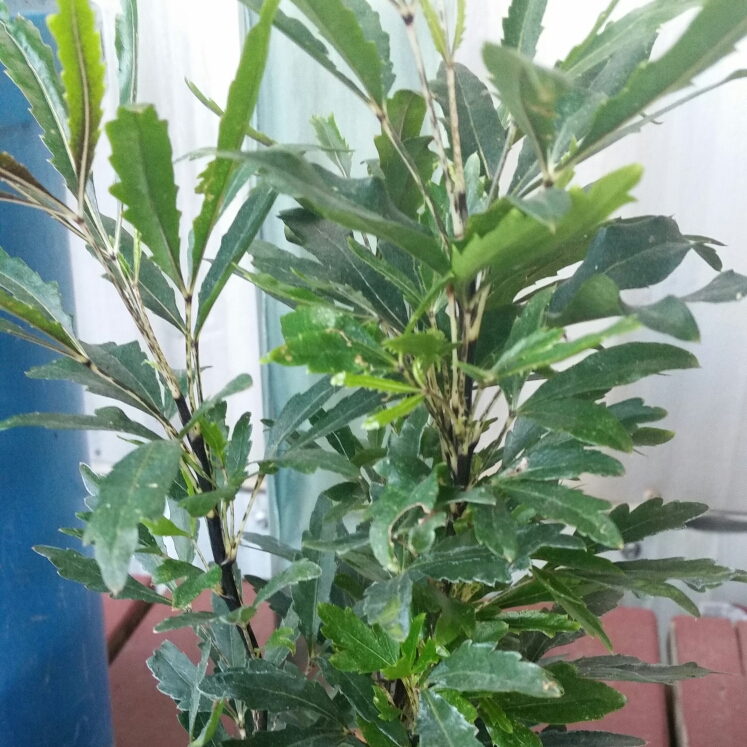 Schefflera elegantissima Galaxy syn. Dizygotheca elegantissima Galaxy in the GardenTags plant encyclopedia False Aralia Galaxy in the GardenTags plant encyclopedia