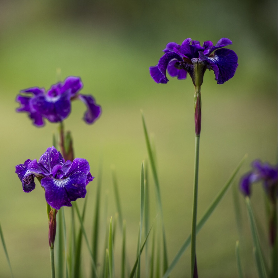 Iris sibirica Tropic Night in the GardenTags plant encyclopedia Siberian Iris Tropic Night in the GardenTags plant encyclopedia