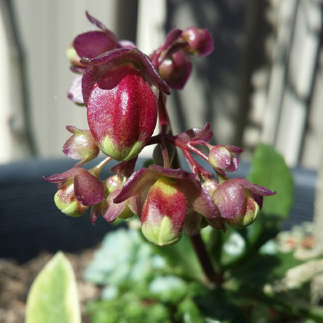 Kalanchoe blossfeldiana Pearl Bell in the GardenTags plant encyclopedia Kalanchoe Pearl Bell in the GardenTags plant encyclopedia