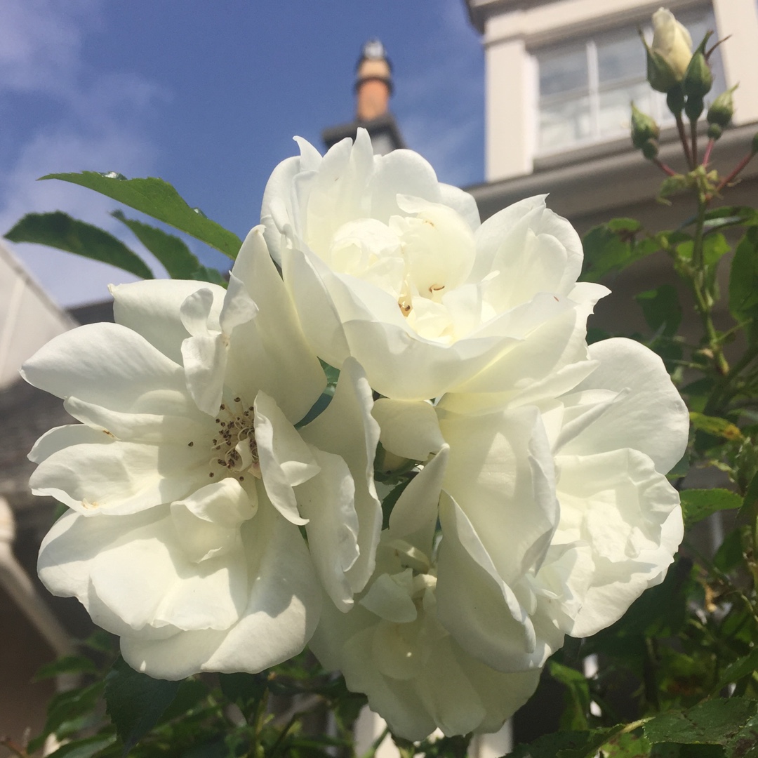 Rose White Flower Carpet in the GardenTags plant encyclopedia