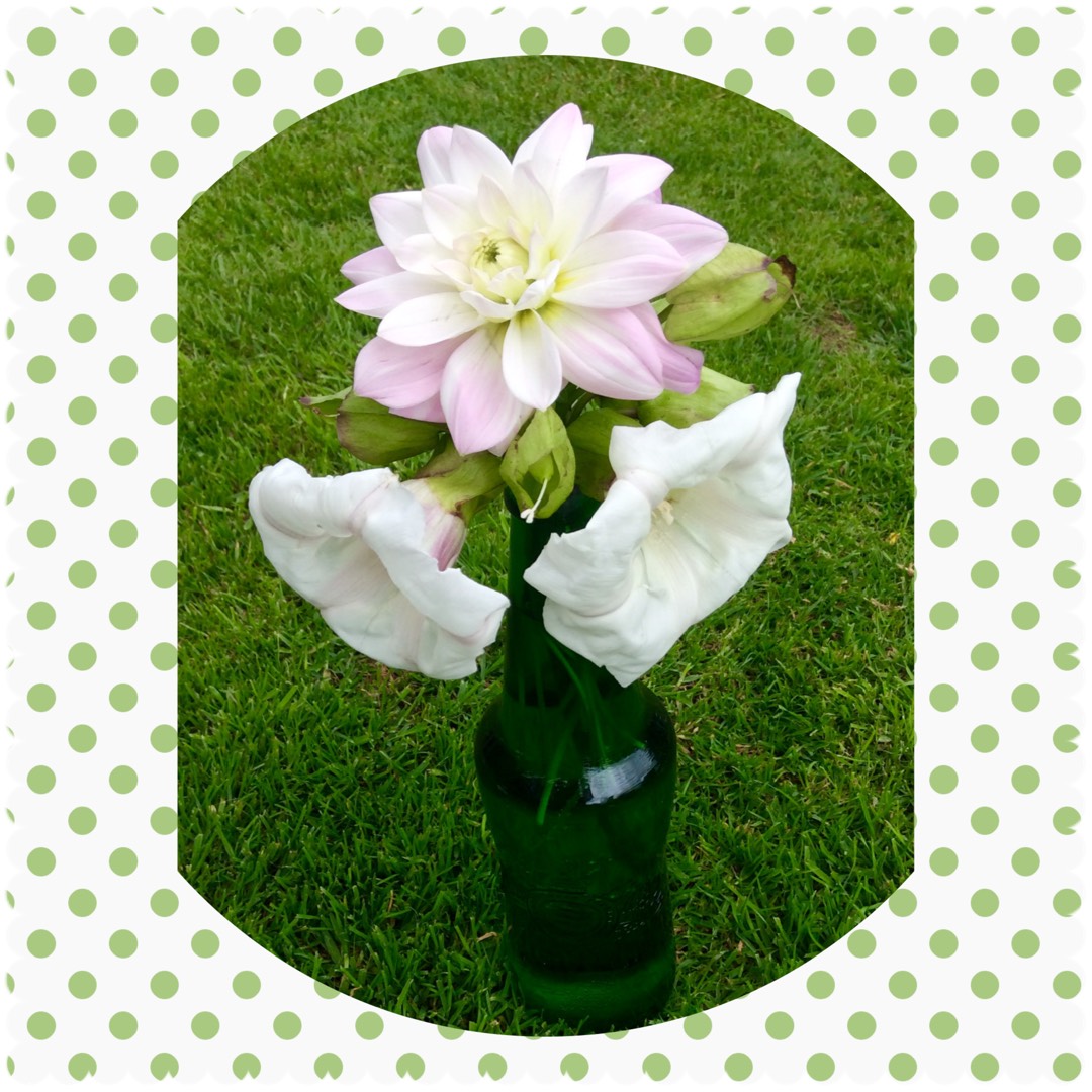 Hedge Bindweed in the GardenTags plant encyclopedia