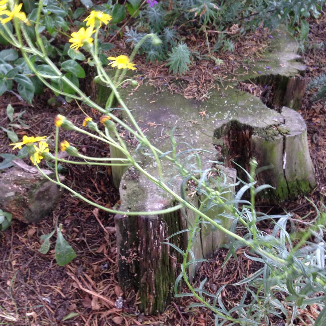 Senecio inaequidens in the GardenTags plant encyclopedia Narrow-leaved Ragwort in the GardenTags plant encyclopedia