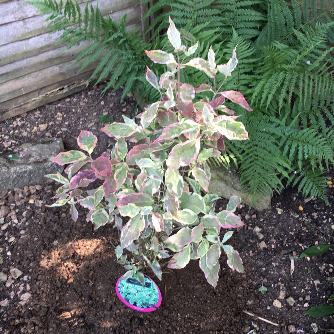 Cornus florida Cherokee Daybreak in the GardenTags plant encyclopedia Flowering Dogwood Daybreak in the GardenTags plant encyclopedia
