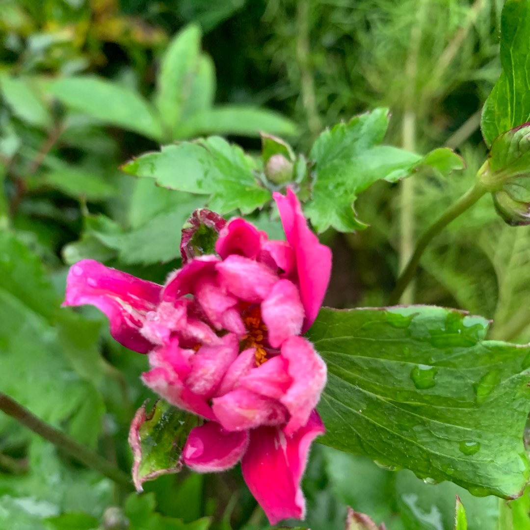 Anemone Hupehensis var. japonica Bressingham Glow in the GardenTags plant encyclopedia Japanese anemone Bressingham Glow in the GardenTags plant encyclopedia