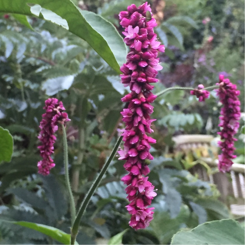 Persicaria orientalis in the GardenTags plant encyclopedia Princes Feather in the GardenTags plant encyclopedia