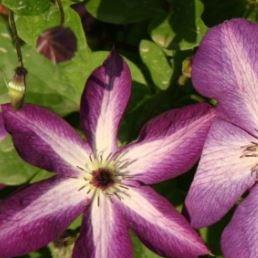 Clematis viticella venosa violacea in the GardenTags plant encyclopedia Clematis venosa violacea in the GardenTags plant encyclopedia