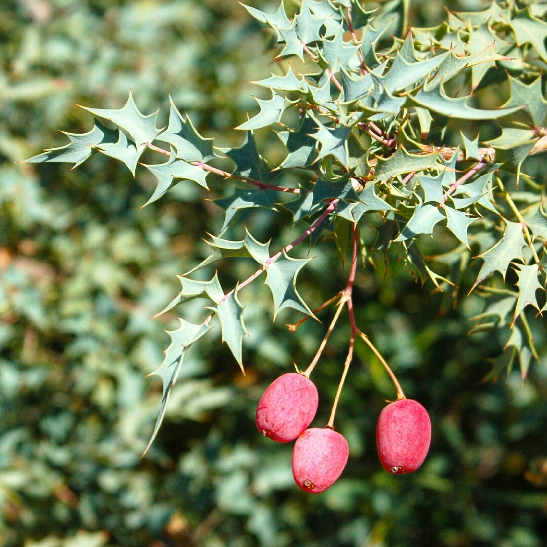 Desert Holly in the GardenTags plant encyclopedia