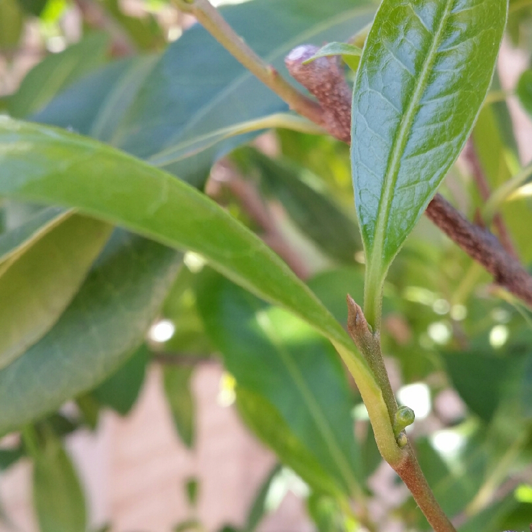 Pouteria australis syn. Planchonella australis in the GardenTags plant encyclopedia Australian Black Apple Tree in the GardenTags plant encyclopedia