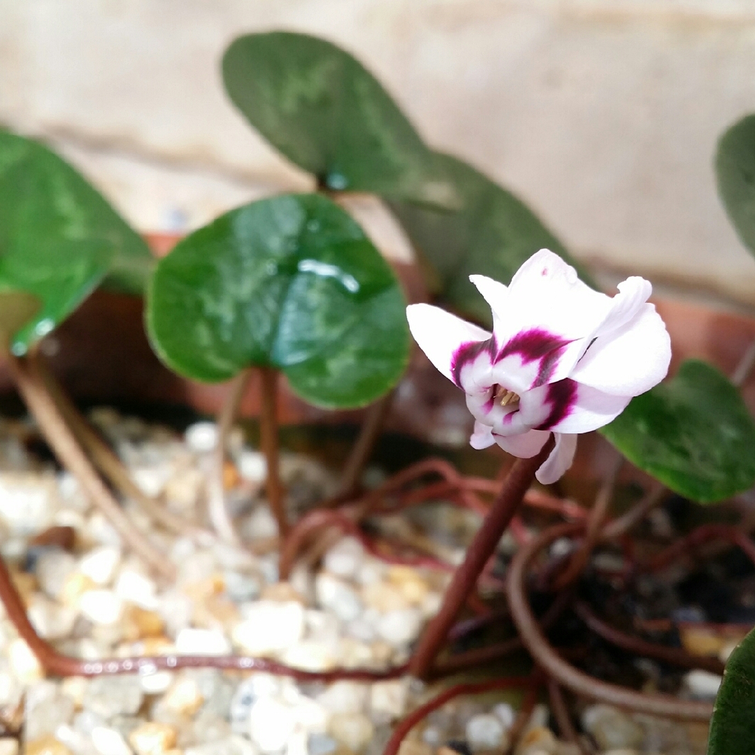 Cyclamen coum in the GardenTags plant encyclopedia Cyclamen (Species) Eastern Sowbread in the GardenTags plant encyclopedia