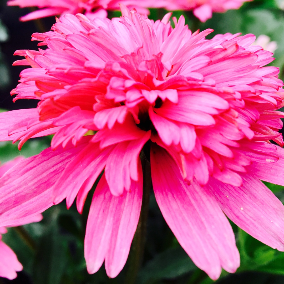Echinacea Mini Belle (Cone Fections Series) in the GardenTags plant encyclopedia Coneflower Mini Belle in the GardenTags plant encyclopedia
