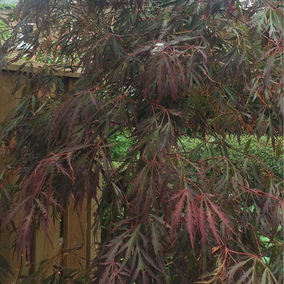 Acer Palmatum Crimson Prince in the GardenTags plant encyclopedia Japanese Maple Crimson Prince in the GardenTags plant encyclopedia