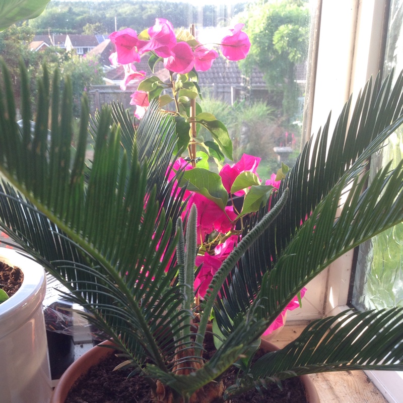 Sago Palm in the GardenTags plant encyclopedia