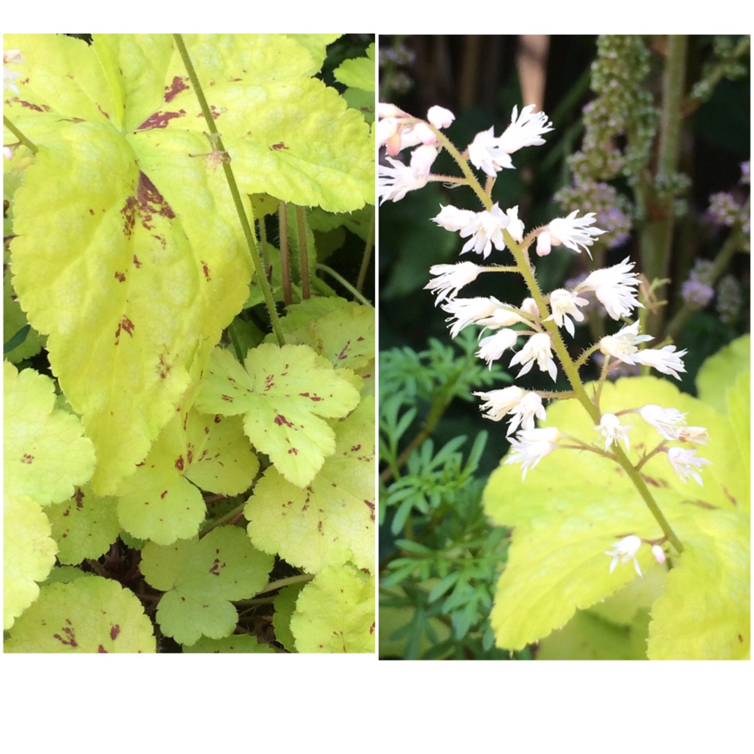 x Heucherella Yellowstone Falls in the GardenTags plant encyclopedia Foamy Bells Yellowstone Falls in the GardenTags plant encyclopedia