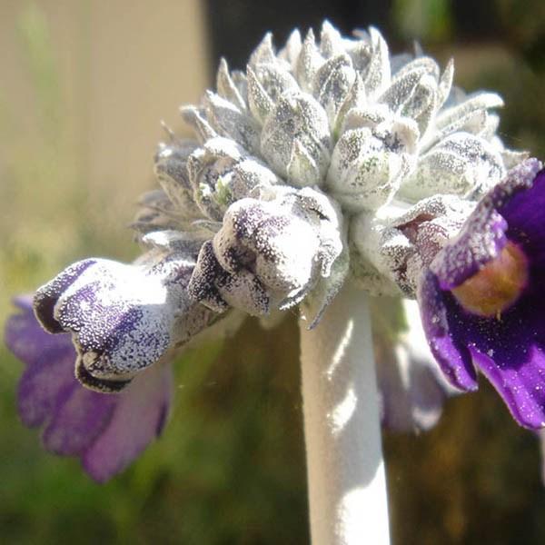Primula Capitata subsp. Mooreana in the GardenTags plant encyclopedia Primula Capitata subsp. Mooreana in the GardenTags plant encyclopedia