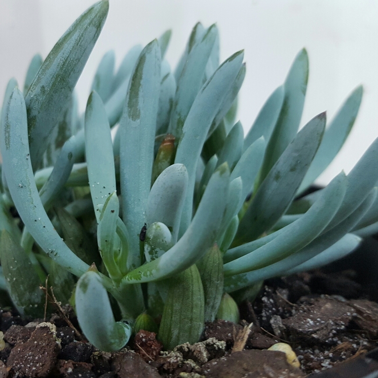 Dwarf Chalk Stick in the GardenTags plant encyclopedia