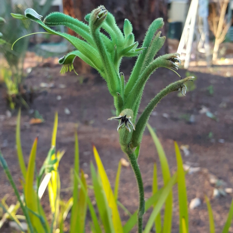 Anigozanthos viridis in the GardenTags plant encyclopedia Green Kangaroo Paw in the GardenTags plant encyclopedia