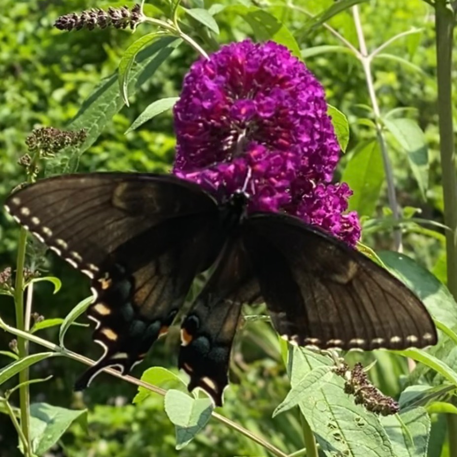 Buddleja davidii Royal Red in the GardenTags plant encyclopedia Butterfly Bush Royal Red in the GardenTags plant encyclopedia