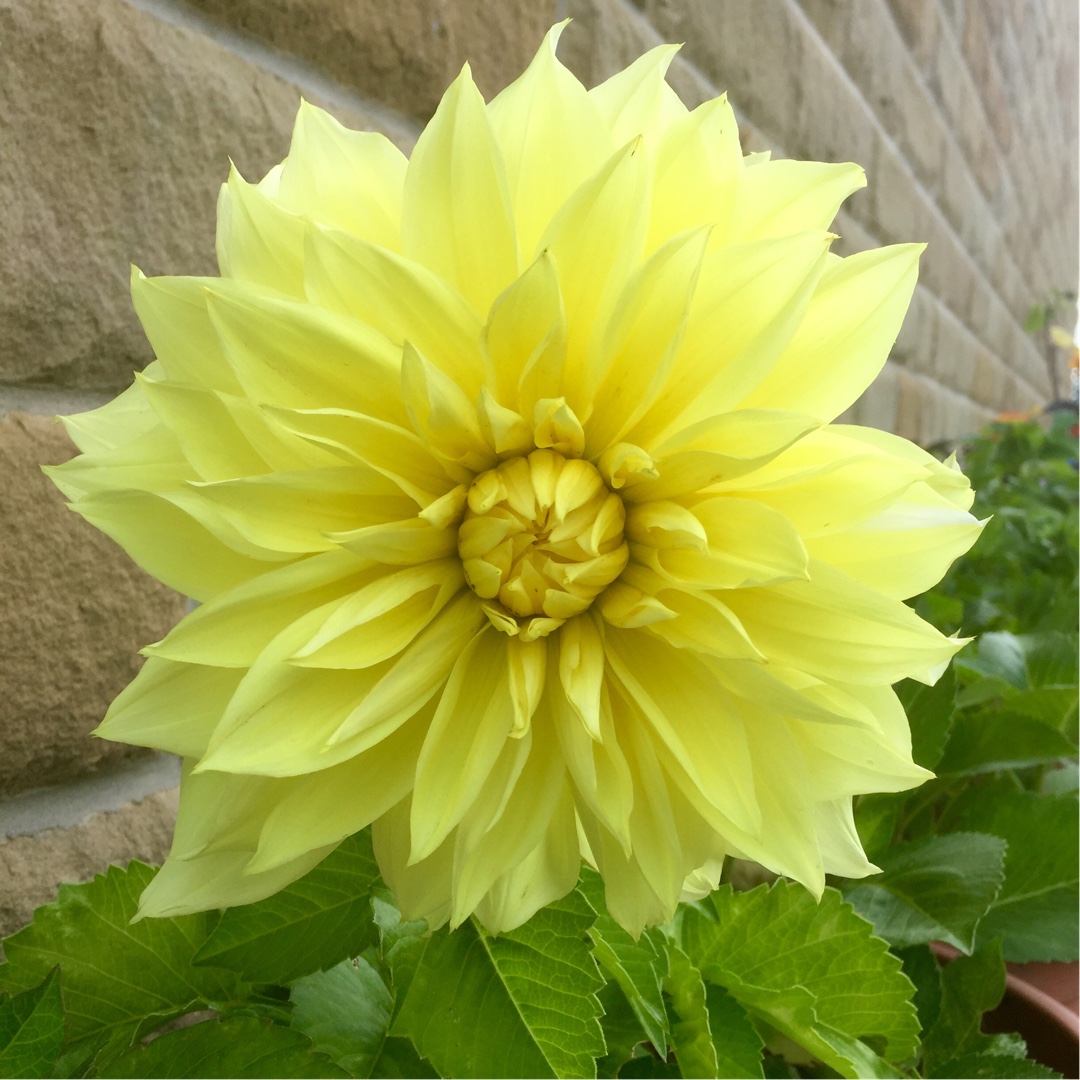 Dahlia Kelvin Floodlight in the GardenTags plant encyclopedia
