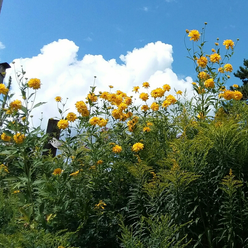 Rudbeckia laciniata Goldball in the GardenTags plant encyclopedia Conefower Goldball in the GardenTags plant encyclopedia