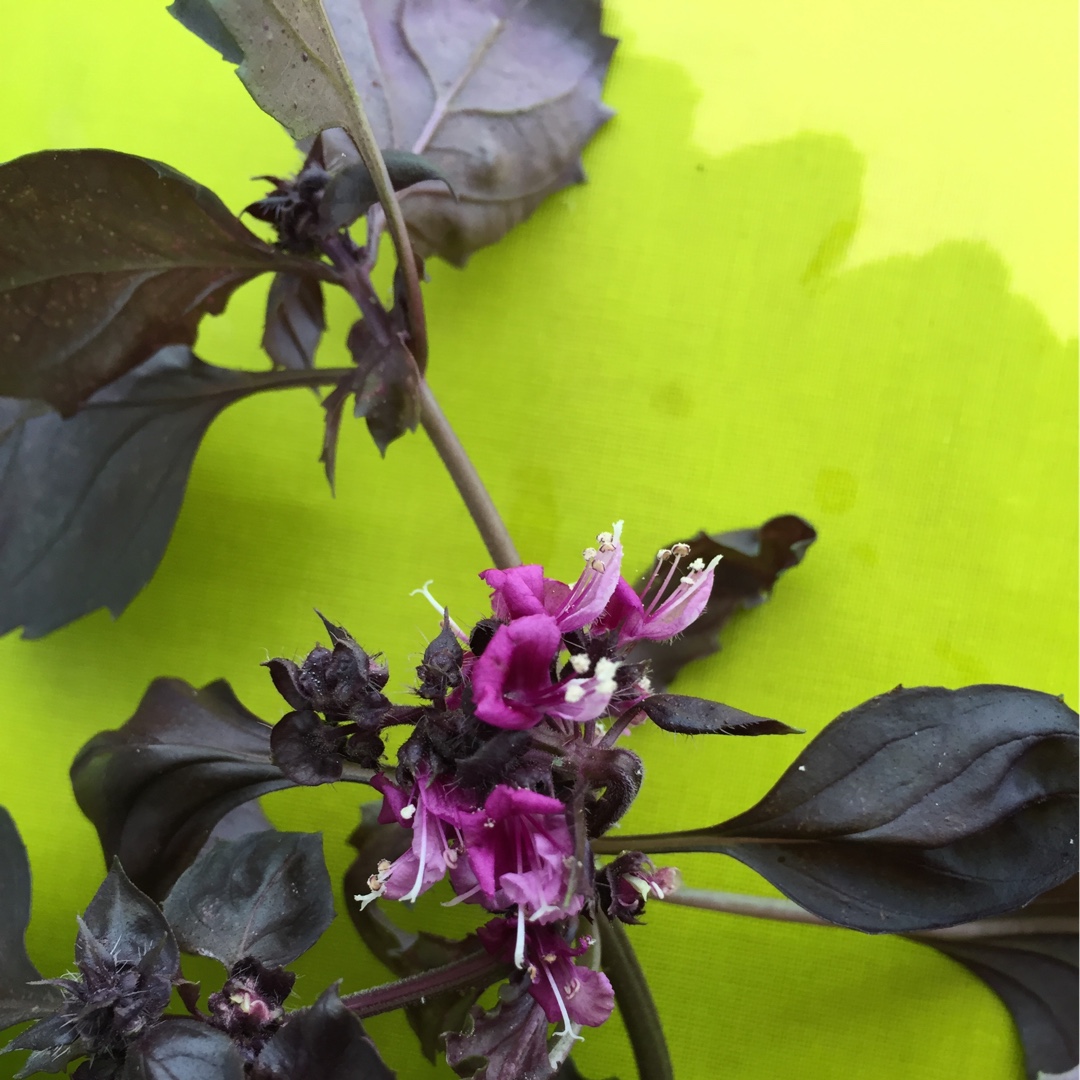 Ocimum basilicum var. purpurascens in the GardenTags plant encyclopedia Purple Basil in the GardenTags plant encyclopedia