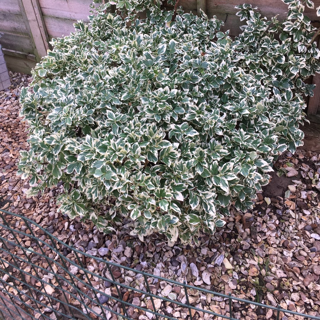 Hebe Katrina in the GardenTags plant encyclopedia Shrubby Veronica Katrina in the GardenTags plant encyclopedia
