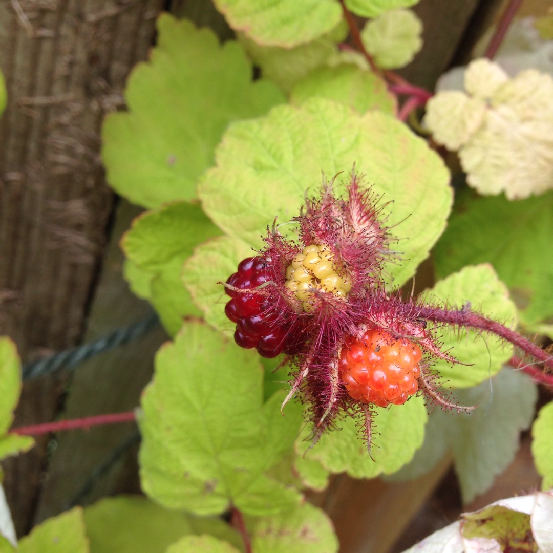 Rubus phoenicolasius in the GardenTags plant encyclopedia Japanese Wineberry in the GardenTags plant encyclopedia