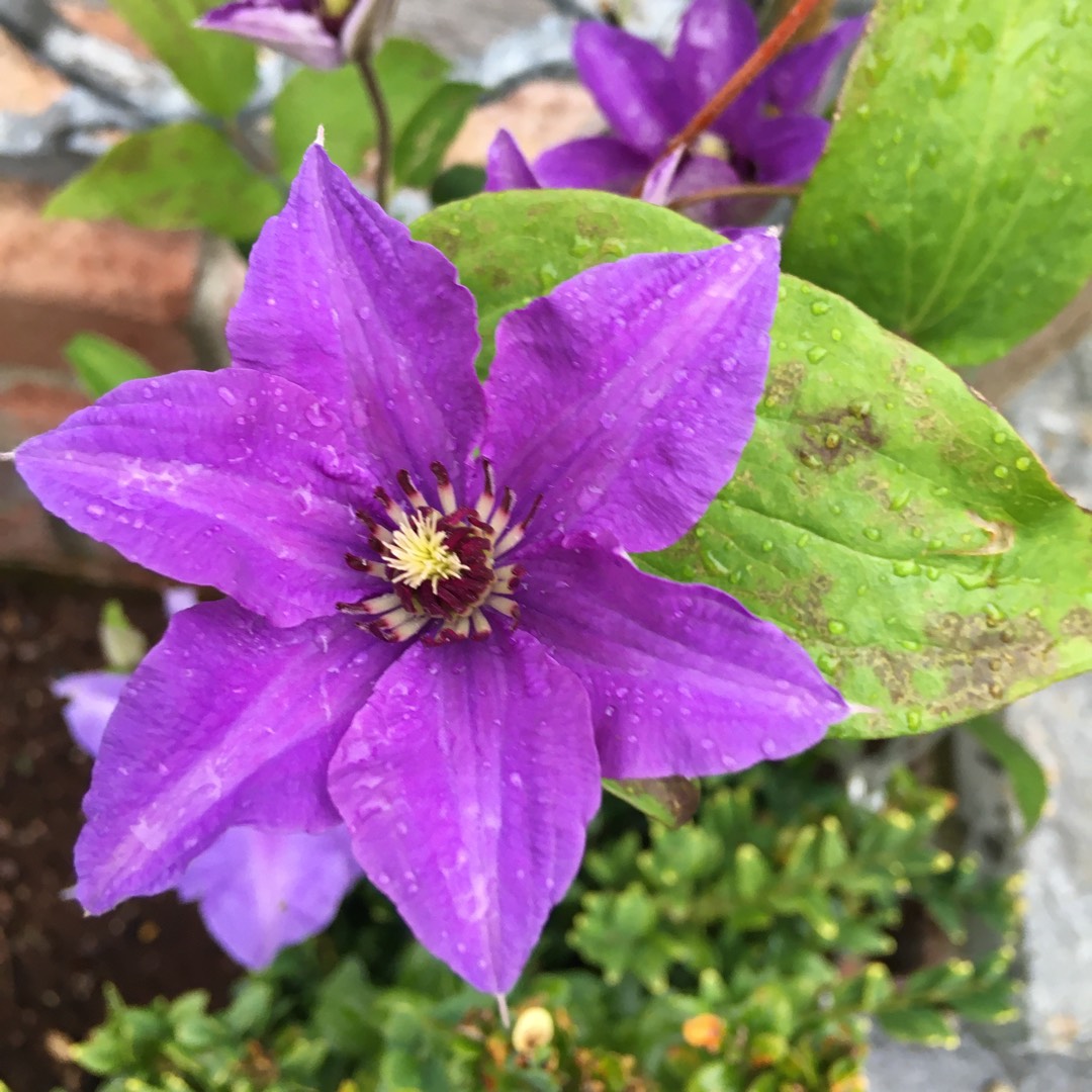 Clematis Konigskind (syn. Blue Blood; Königssohn). in the GardenTags plant encyclopedia Clematis Blue Blood in the GardenTags plant encyclopedia
