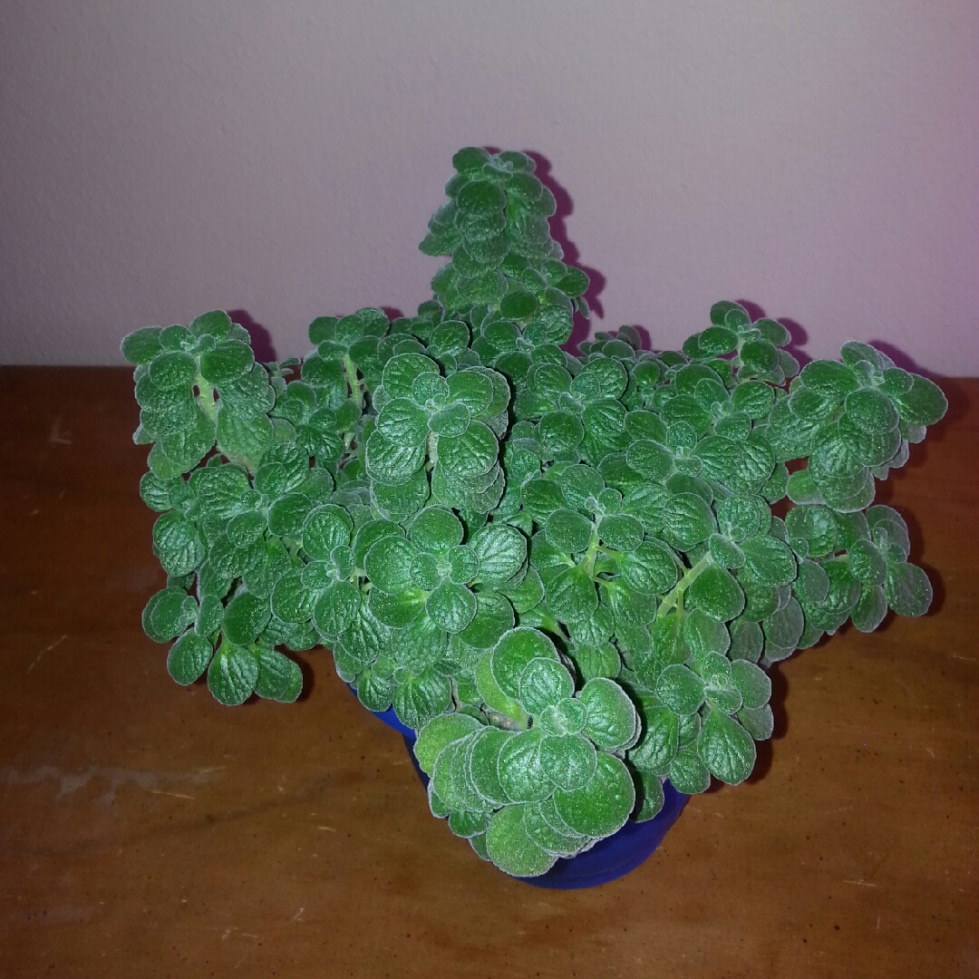 Plectranthus hadiensis var. tomentosa in the GardenTags plant encyclopedia Vicks VapoRub Plant in the GardenTags plant encyclopedia
