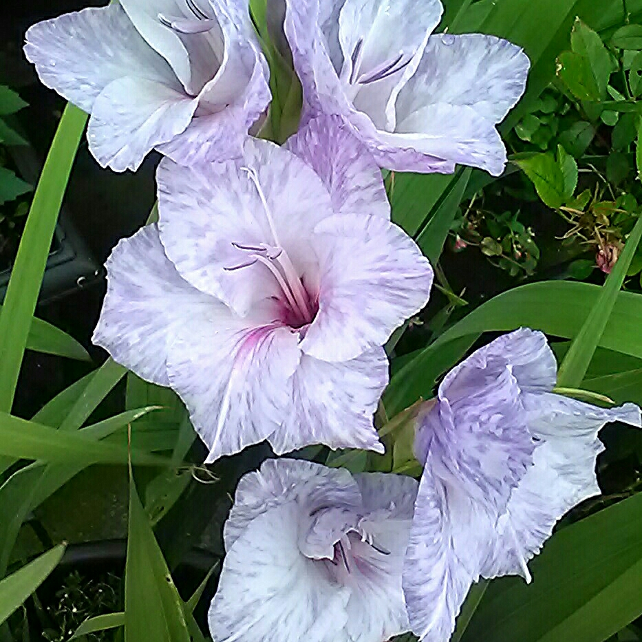 Gladiolus Lakeland in the GardenTags plant encyclopedia Gladioli Lakeland (Large-flowered) in the GardenTags plant encyclopedia