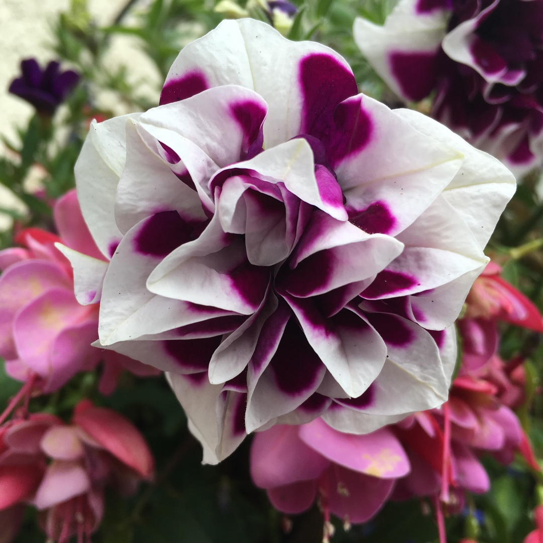 Petunia Damson Ripple in the GardenTags plant encyclopedia Trailing Double Petunia Damson Ripple in the GardenTags plant encyclopedia