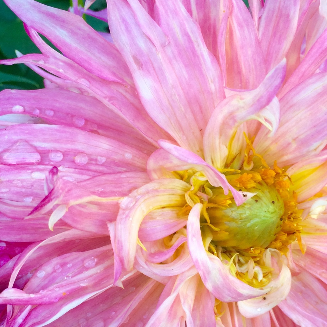 Dahlia Pinelands Princess (Fimbriated) in the GardenTags plant encyclopedia