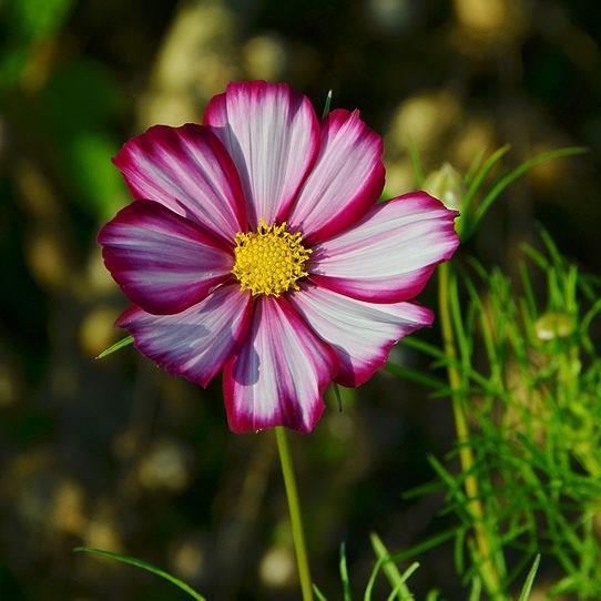 Cosmos Bipinnatus Candy Stripe in the GardenTags plant encyclopedia CosmeaCandy Stripe in the GardenTags plant encyclopedia