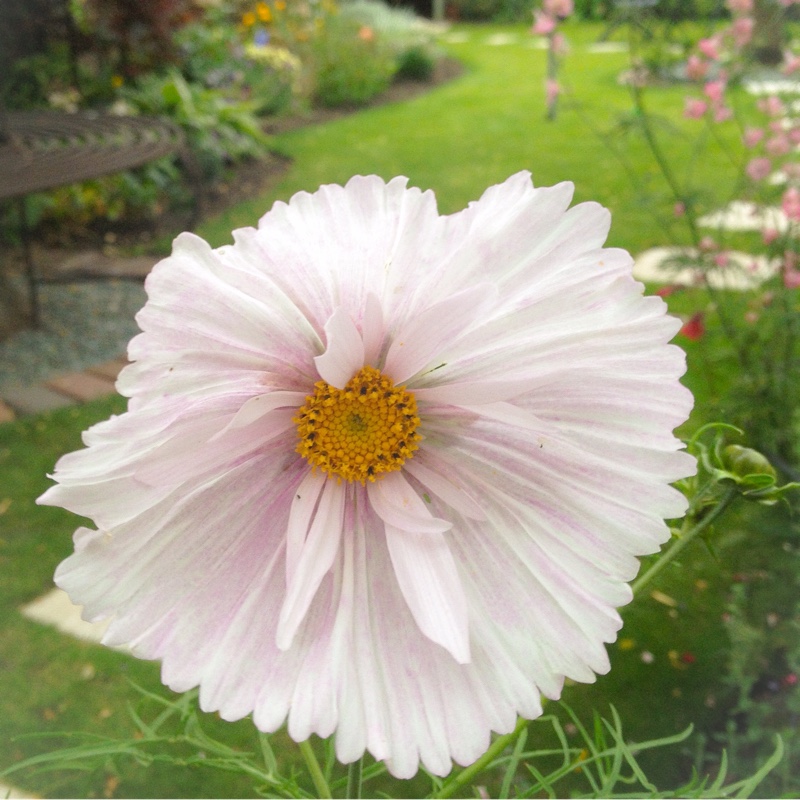 Cosmea Cupcake in the GardenTags plant encyclopedia