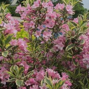 Weigela Magical Rainbow in the GardenTags plant encyclopedia