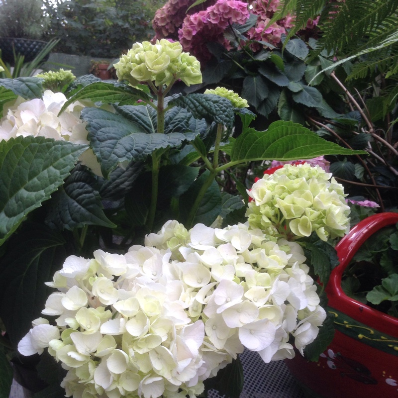 Hydrangea macrophylla Schneeball in the GardenTags plant encyclopedia Hydrangea Schneeball in the GardenTags plant encyclopedia