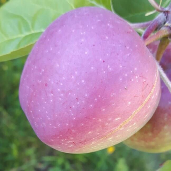Malus domestica Freedom in the GardenTags plant encyclopedia Apple Freedom in the GardenTags plant encyclopedia