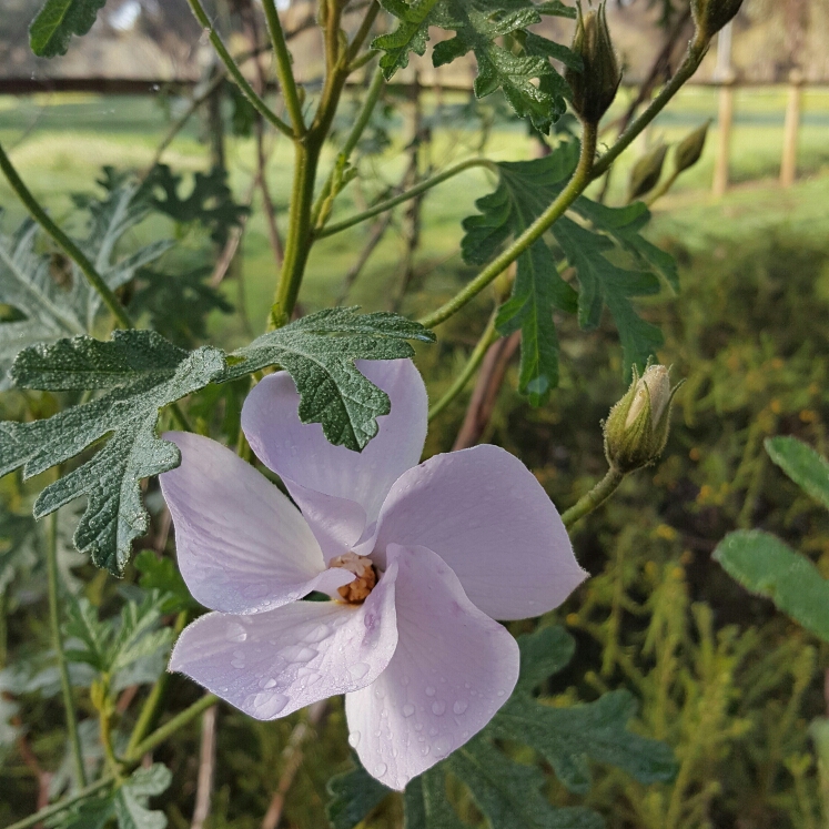 Native Hibiscus in the GardenTags plant encyclopedia