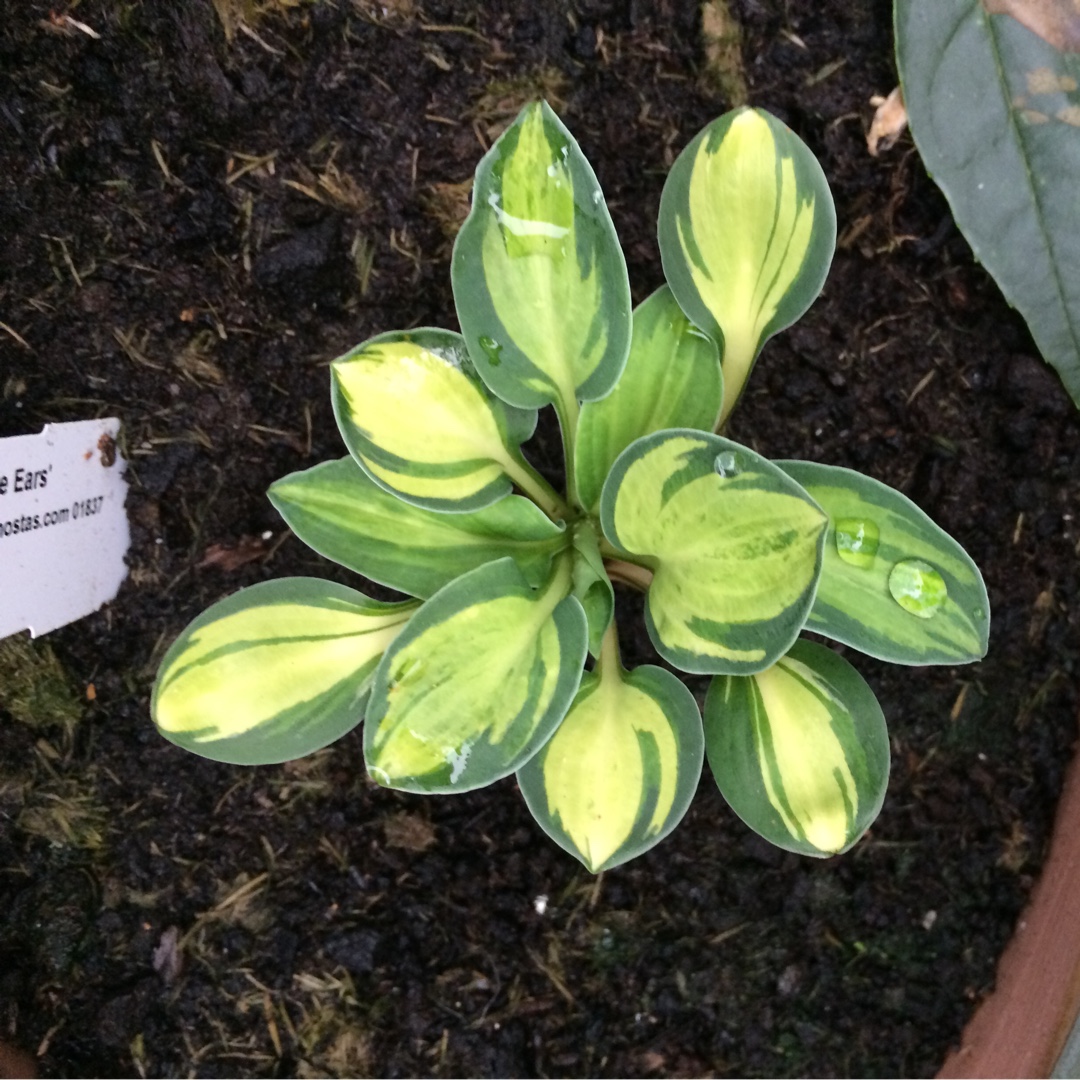Hosta Holy Mouse Ears in the GardenTags plant encyclopedia Plantain Lily Holy Mouse Ears in the GardenTags plant encyclopedia