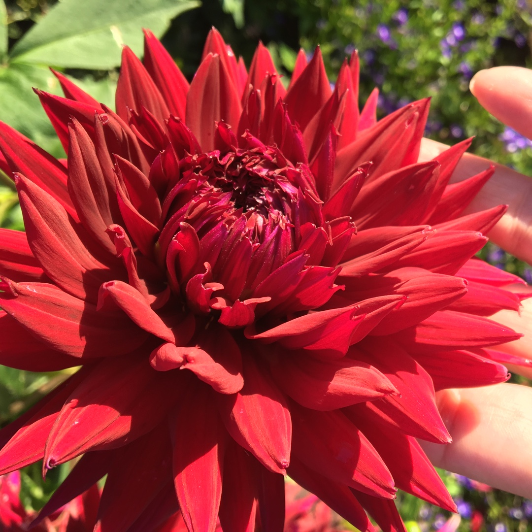 Dahlia Black Touch in the GardenTags plant encyclopedia Dahlia Black Touch (Fimbriated) in the GardenTags plant encyclopedia