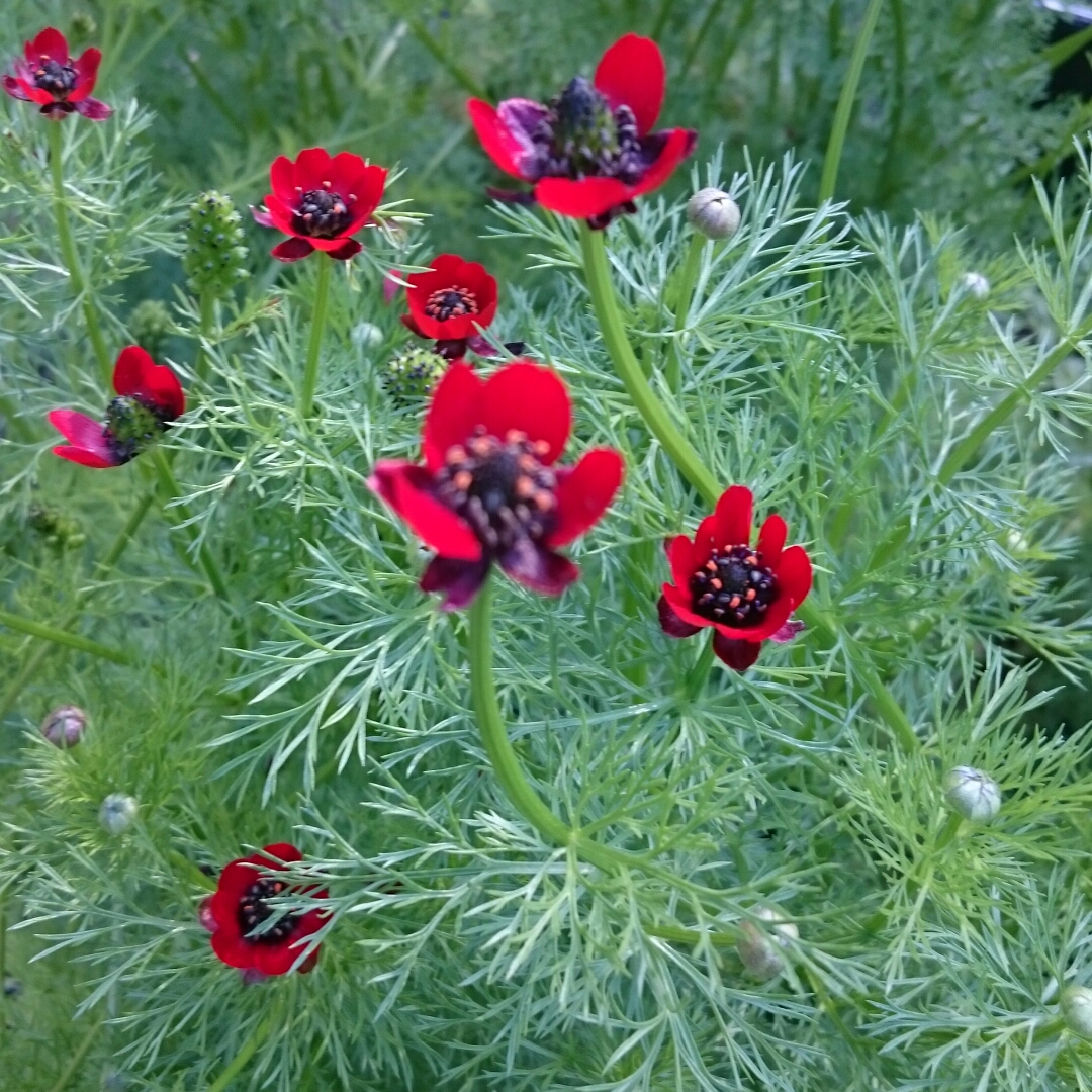 Adonis annua syn. Adonis autumnalis in the GardenTags plant encyclopedia Pheasants Eye in the GardenTags plant encyclopedia