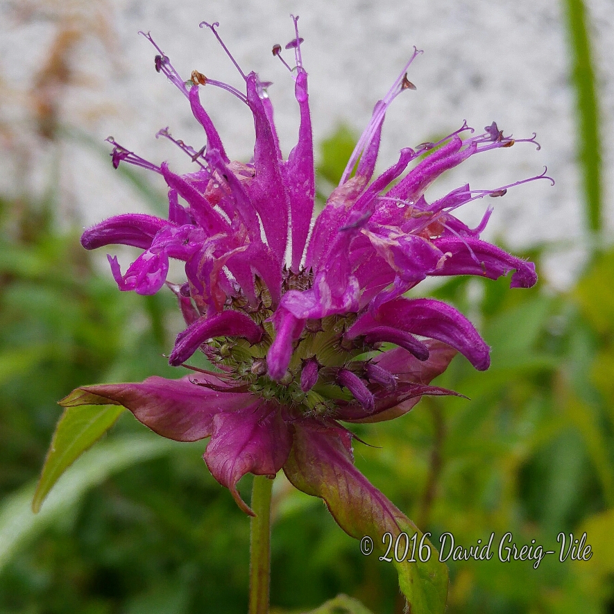 Monarda Prairie Night syn. Monarda Prärienacht in the GardenTags plant encyclopedia Bergamot Prairie Night in the GardenTags plant encyclopedia