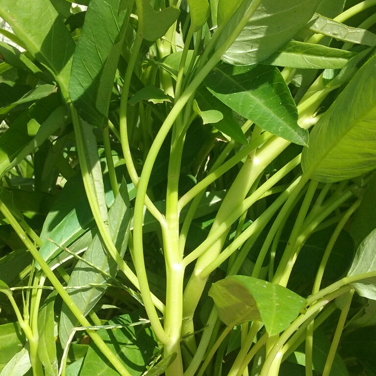 Water Spinach in the GardenTags plant encyclopedia