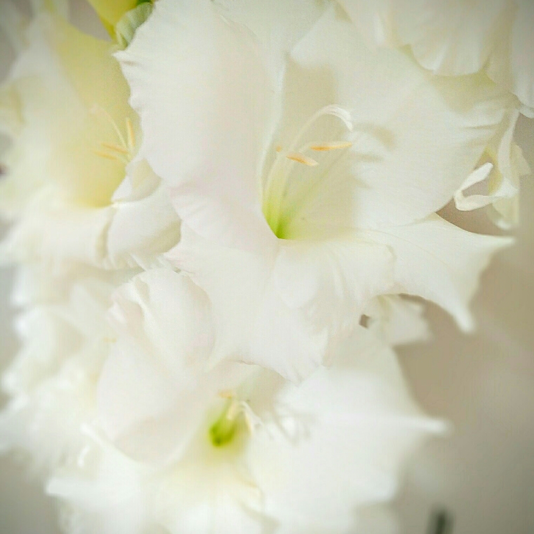 Gladioli Bangladesh (Large-flowered) in the GardenTags plant encyclopedia