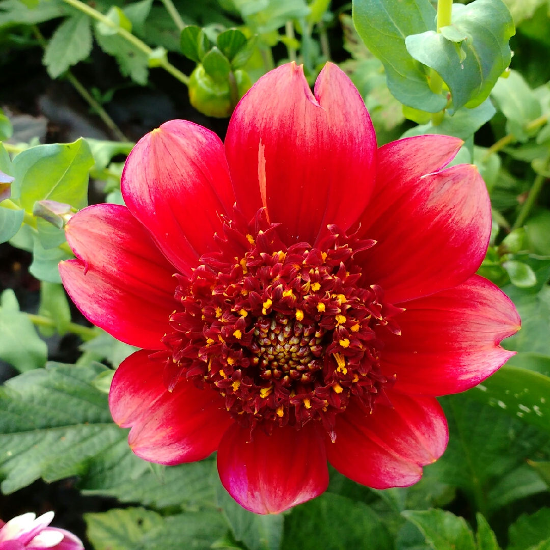 Dahlia Hotcakes in the GardenTags plant encyclopedia Dahlia Hotcakes (Anemone-flowered) in the GardenTags plant encyclopedia