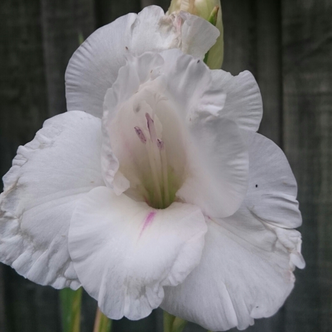 Gladiolus White Prosperity in the GardenTags plant encyclopedia Gladioli White Prosperity (Large-flowered) in the GardenTags plant encyclopedia