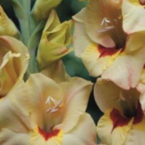Gladiolus Bocelli in the GardenTags plant encyclopedia Gladioli Bocelli (Small-flowered) in the GardenTags plant encyclopedia