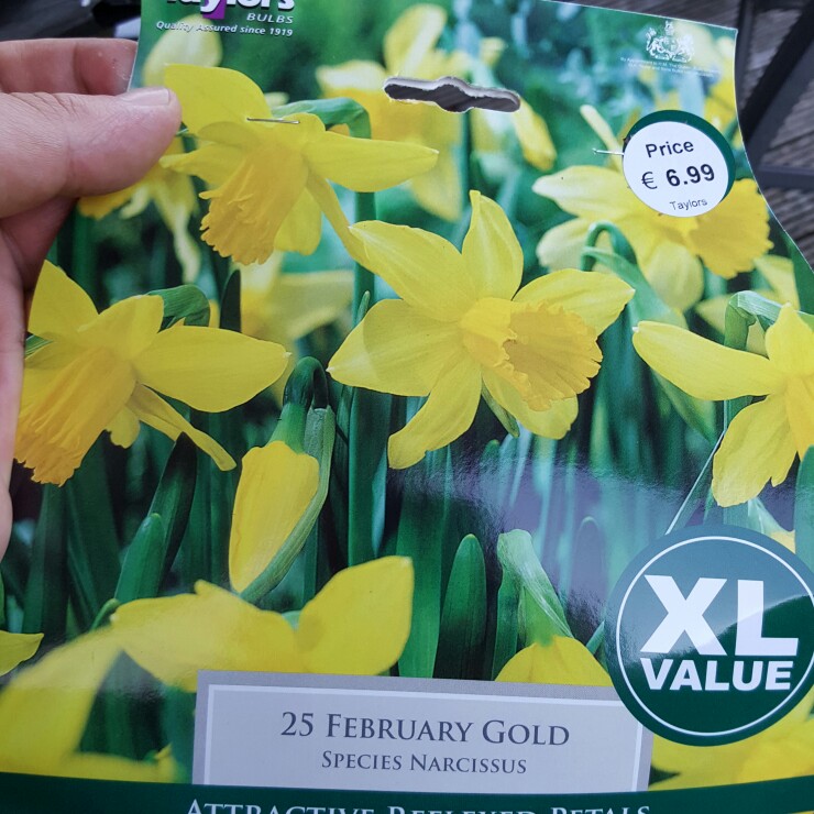 Narcissus February Gold in the GardenTags plant encyclopedia Daffodil February Gold (Cyclamineus) in the GardenTags plant encyclopedia